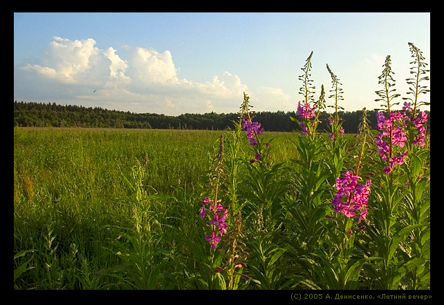 photo "Summer Evening" tags: landscape, summer