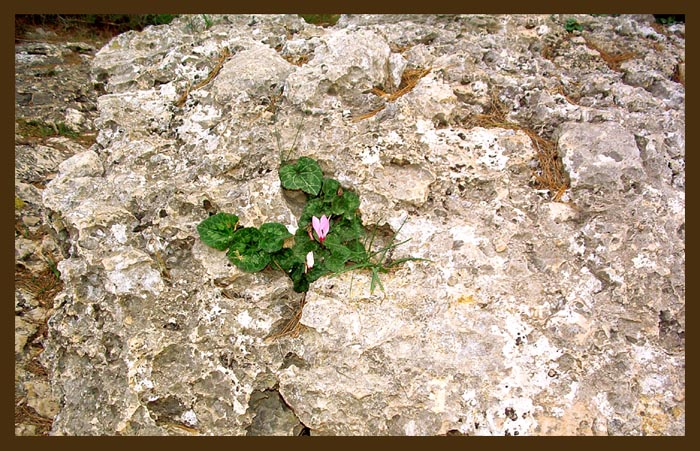 photo "Flower in a rock" tags: nature, flowers