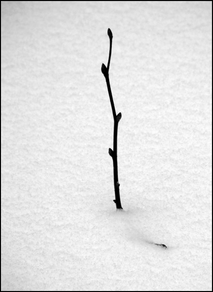 photo "***" tags: nature, black&white, 