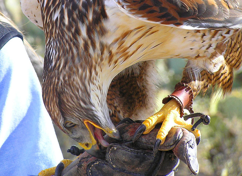 фото "Bite the Hand That Feeds." метки: природа, путешествия, Северная Америка, дикие животные