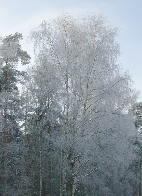 фото "Морозец ..." метки: пейзаж, зима, лес