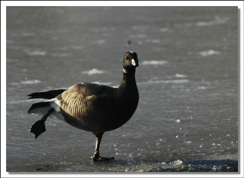 фото "skating duck" метки: природа, дикие животные