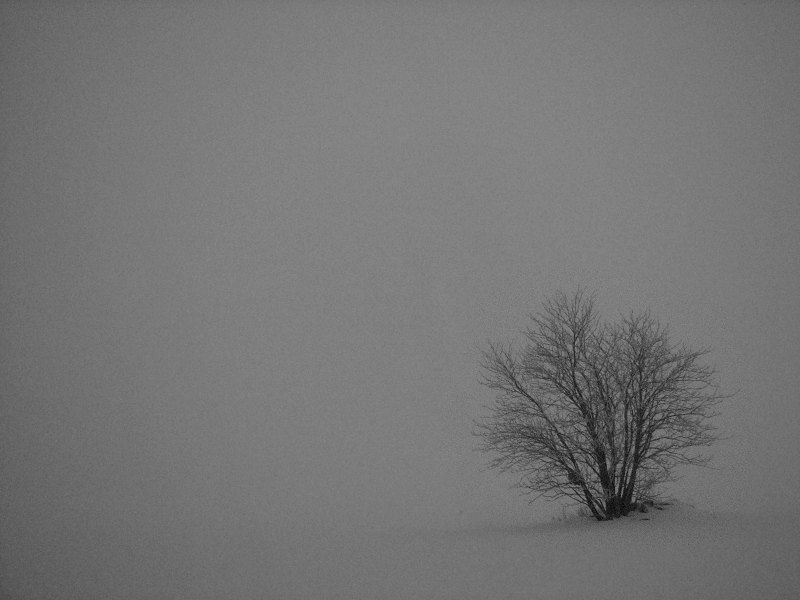 photo "The lonely one" tags: black&white, landscape, 