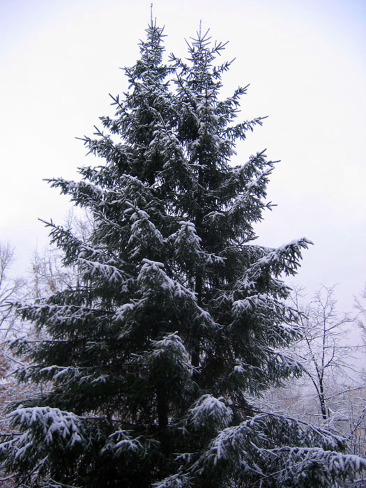 photo "Winter spruce" tags: landscape, nature, winter