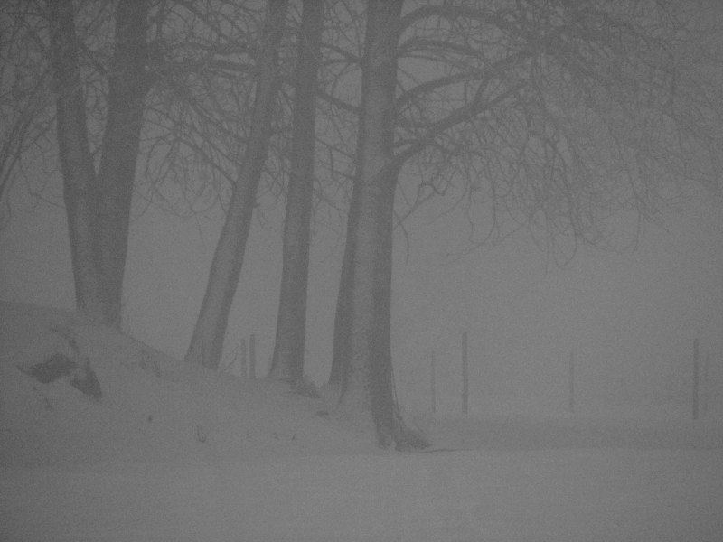 photo "In the winter mist" tags: landscape, black&white, winter