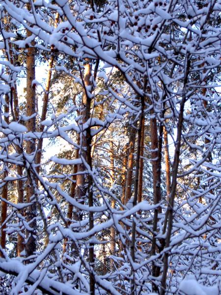 photo "Winter lace" tags: landscape, nature, flowers, winter