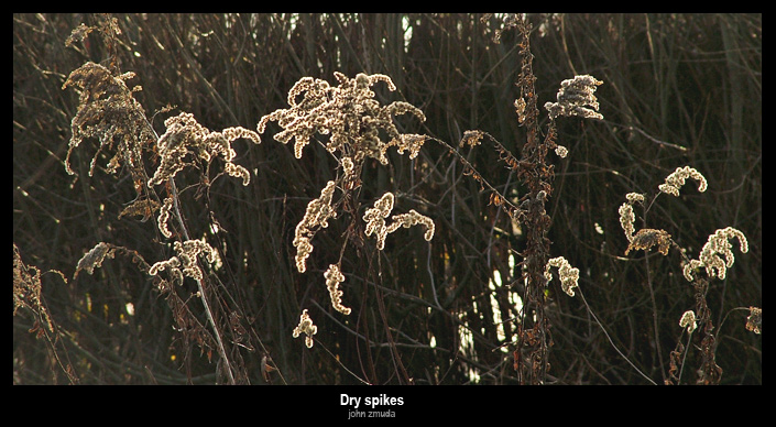 фото "Dry spikes" метки: пейзаж, природа, цветы