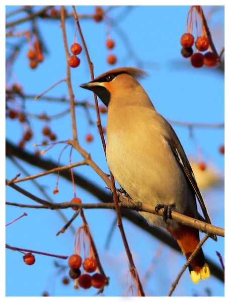 photo "Bird" tags: nature, wild animals