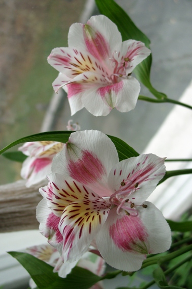 фото "орхидея" метки: природа, цветы
