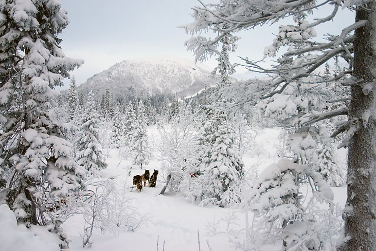 photo "***" tags: landscape, mountains, winter