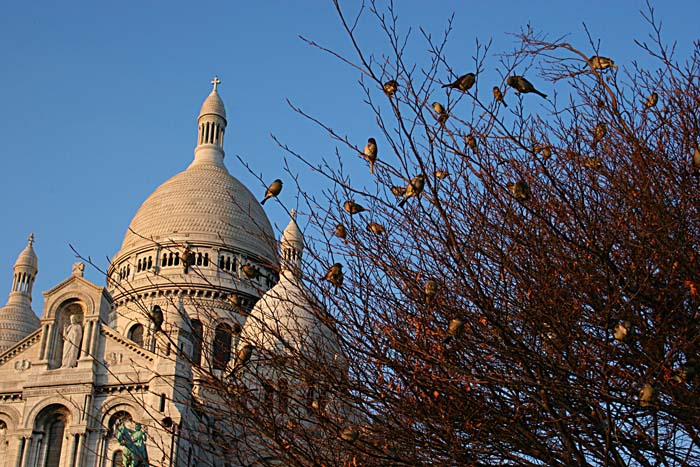 photo "Birds of the Sacre-Coeur" tags: architecture, nature, landscape, wild animals