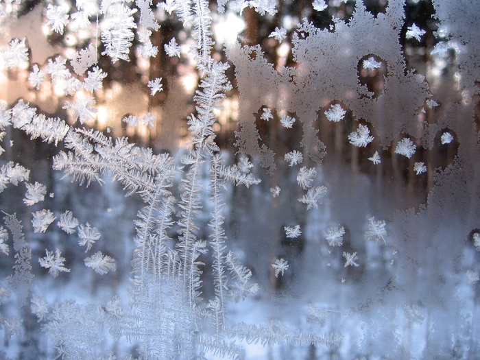 photo "***" tags: nature, macro and close-up, 