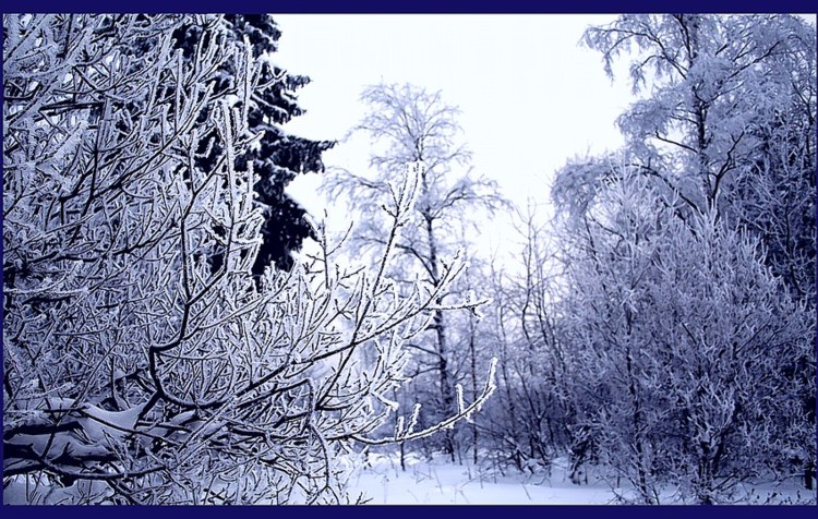 photo """" violet """" tags: landscape, nature, forest