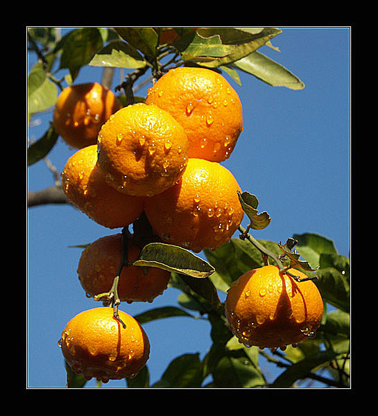 photo "Abkhazia gold" tags: still life, 