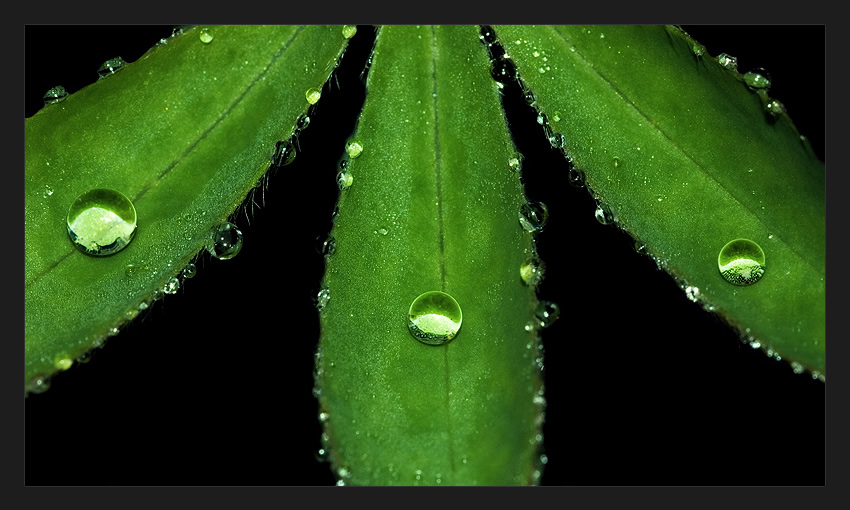 photo "Three dewdrops" tags: nature, macro and close-up, flowers