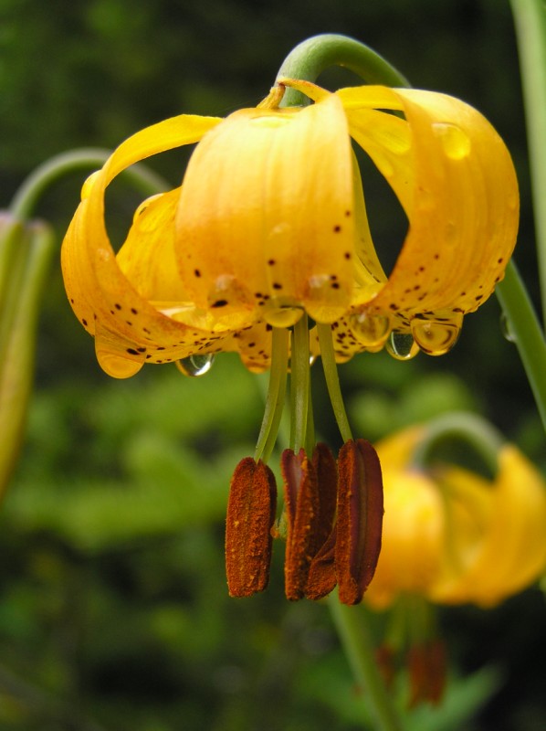 фото "after the rain" метки: природа, макро и крупный план, цветы
