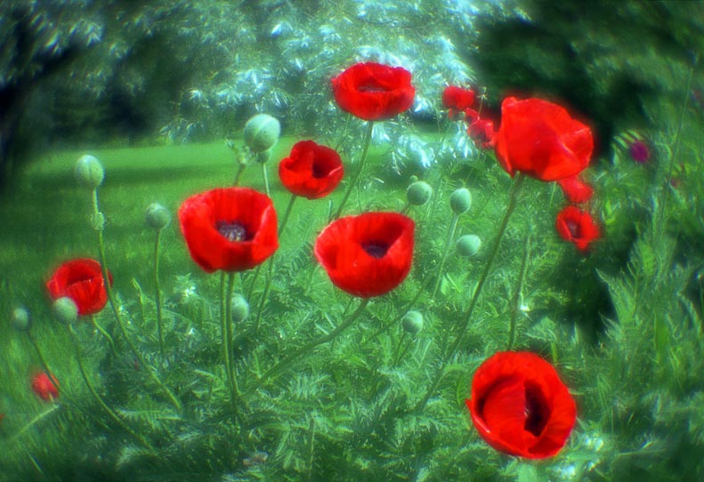 photo "Poppies" tags: , 