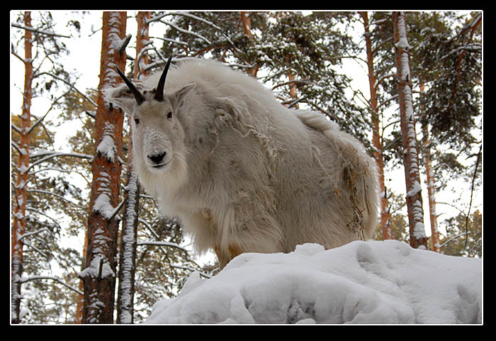 photo "Unexpected meeting in mountain" tags: nature, travel, wild animals