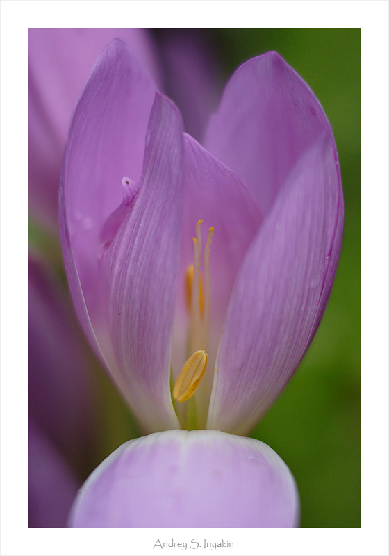 photo "Primrose" tags: nature, macro and close-up, flowers