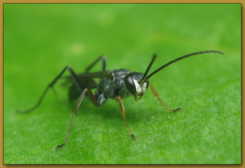 photo "~Dangerous Creature~" tags: macro and close-up, 