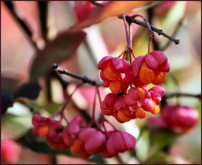 photo "***" tags: nature, macro and close-up, flowers