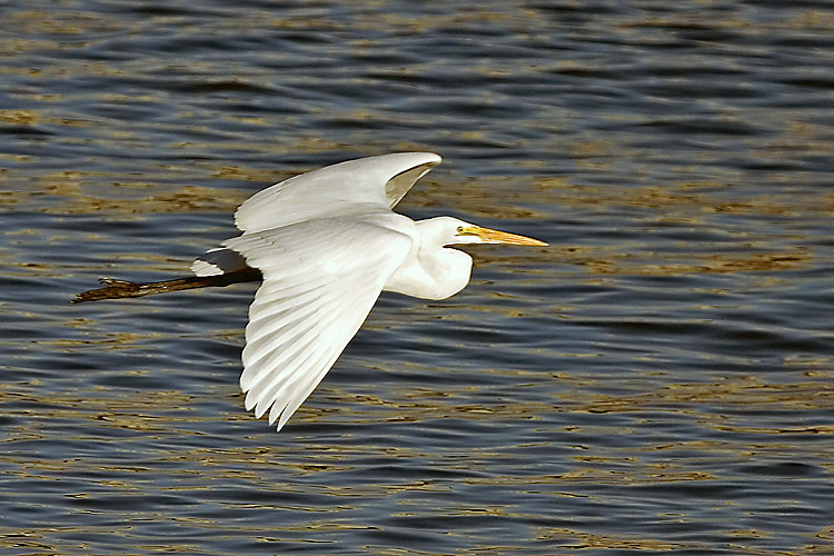 фото "Heron in flight" метки: природа, 