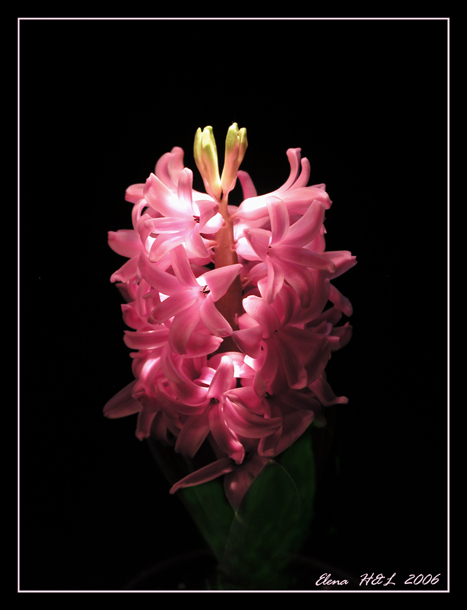 photo "Bright hopes" tags: nature, macro and close-up, flowers