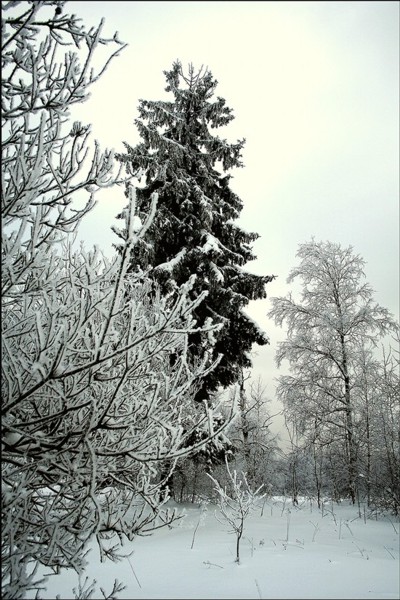 photo "Under Christmas" tags: landscape, nature, 