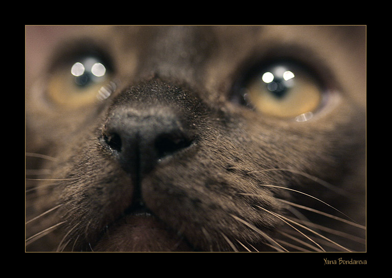 photo "Cat's eye" tags: nature, macro and close-up, pets/farm animals