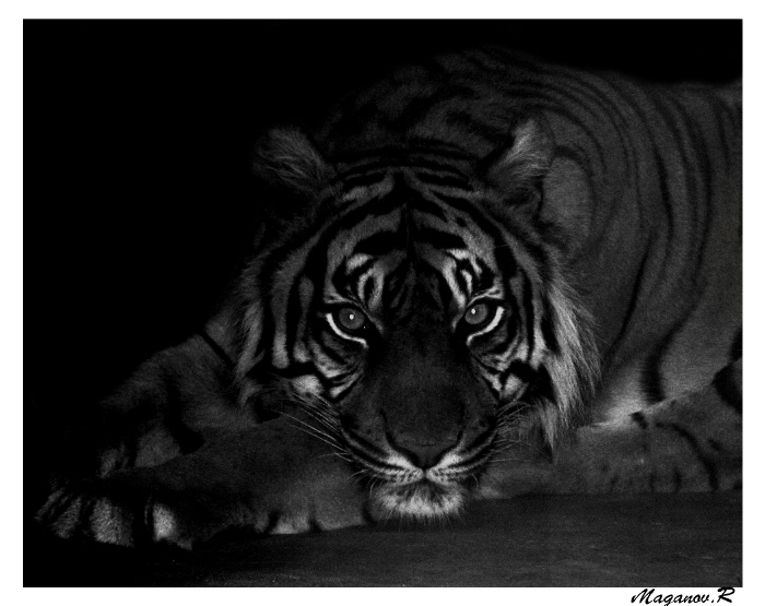 photo "Missing tiger" tags: portrait, nature, wild animals