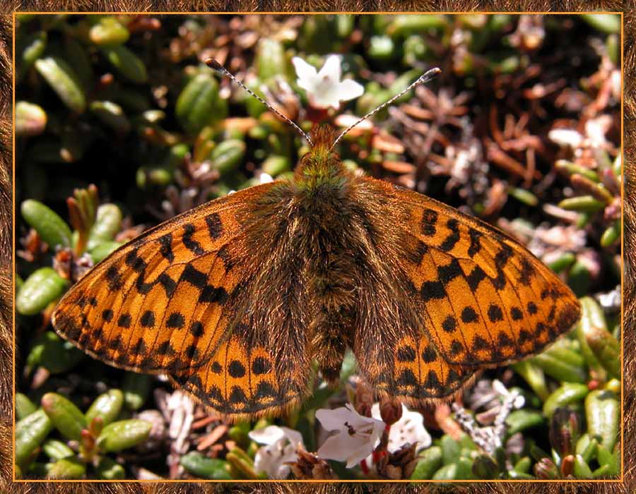 photo "In fox fur coat..." tags: nature, macro and close-up, insect