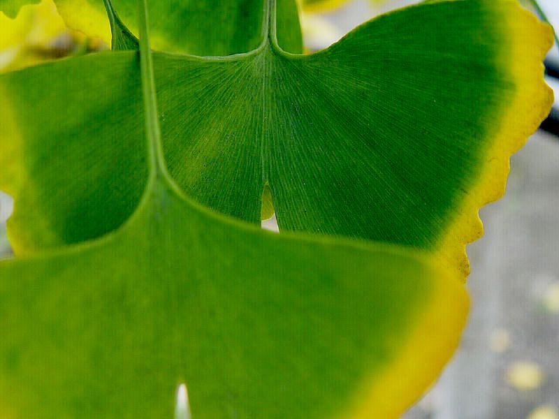 photo "Gingko" tags: nature, abstract, flowers