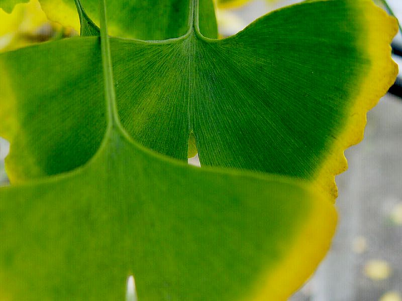 фото "Gingko" метки: природа, абстракция, цветы