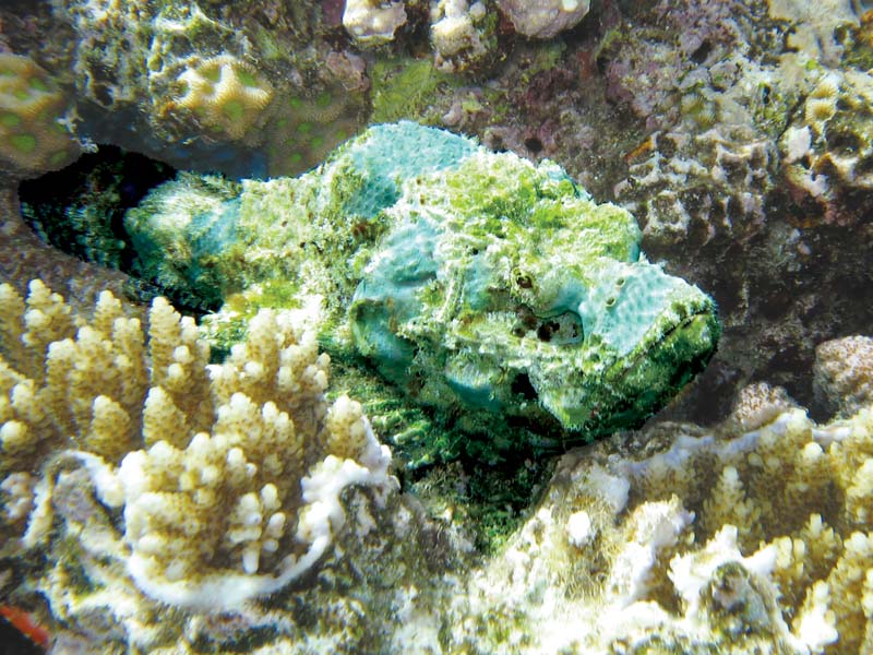 photo "Green devil" tags: underwater, nature, wild animals
