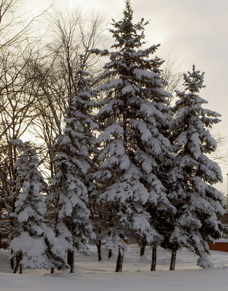 photo "Fur-trees" tags: landscape, nature, flowers, winter