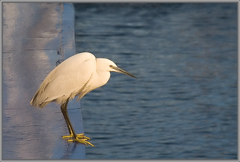 photo "In beams of the morning Sun." tags: nature, wild animals