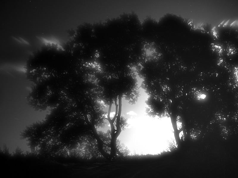 photo "Dreamtrees" tags: landscape, black&white, night