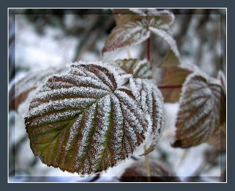 photo "In the frosty morning ..." tags: nature, macro and close-up, flowers