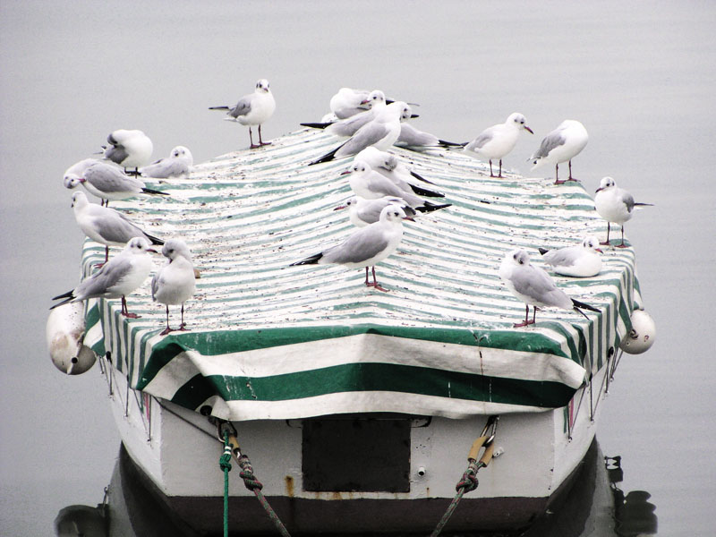 photo "Noah's Ark" tags: landscape, nature, water, wild animals