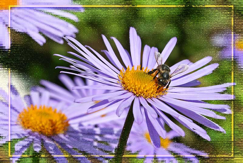фото "Летнее настроение" метки: природа, цветы