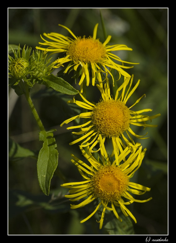 фото "***" метки: природа, цветы