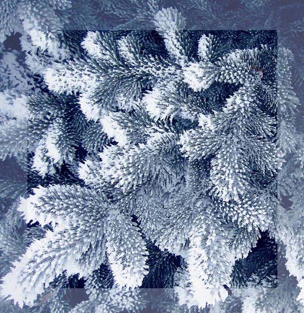 photo "The Belarus corals" tags: landscape, nature, flowers, winter