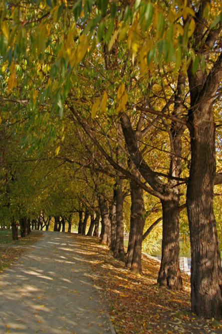 фото "воспоминание об Осени" метки: пейзаж, лес, осень