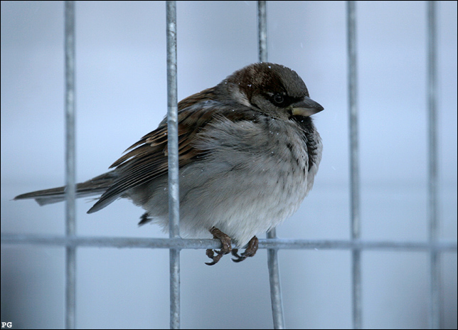 фото "Сижу я в решетке, в клетке сырой, вскормленный в неволе орел молодой" метки: природа, разное, дикие животные