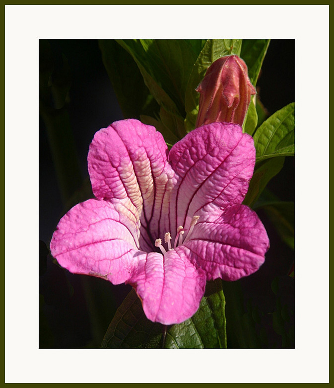 photo "Ruellia" tags: nature, flowers