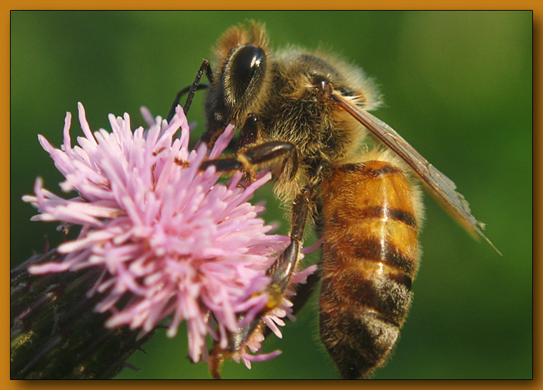 фото "~Пчелка~" метки: макро и крупный план, 