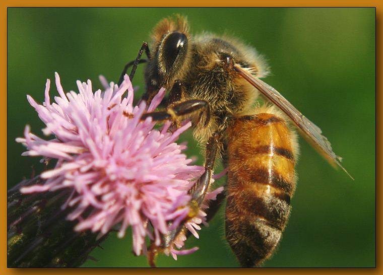 photo "~Busy Bee~" tags: macro and close-up, 