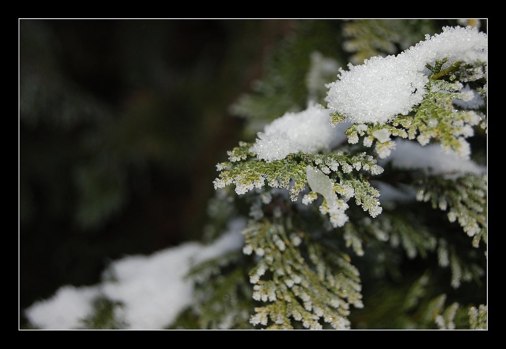photo "***" tags: nature, 