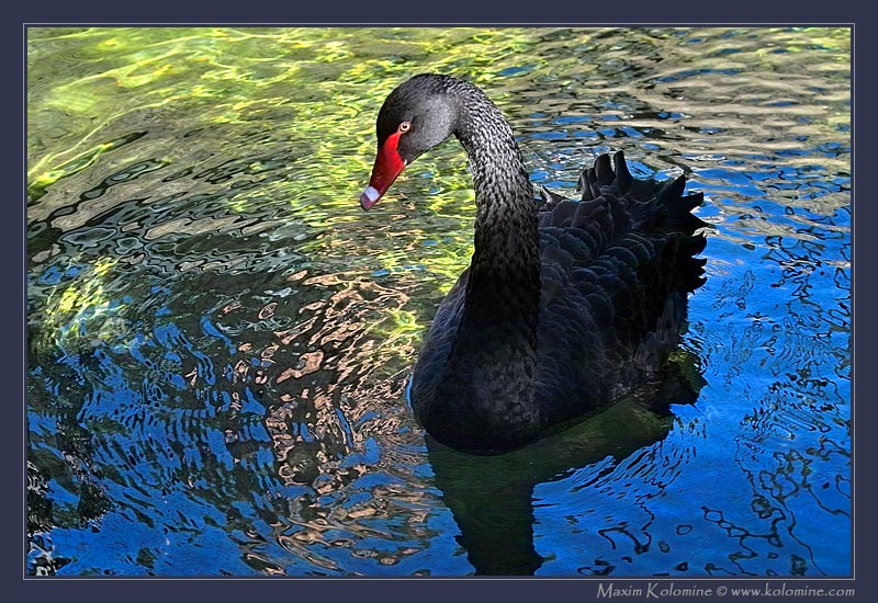 photo "Swan" tags: nature, wild animals