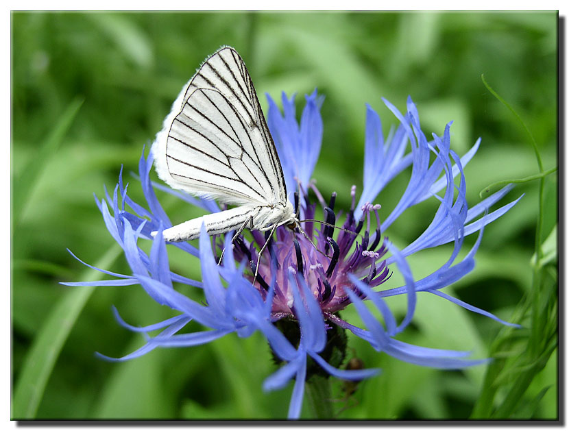 photo "***" tags: macro and close-up, nature, insect